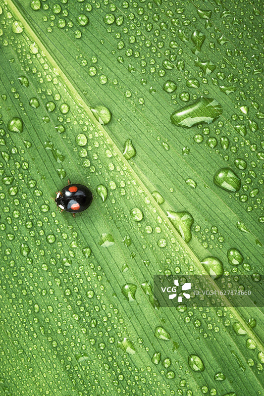 带露珠的叶子上的瓢虫图片素材