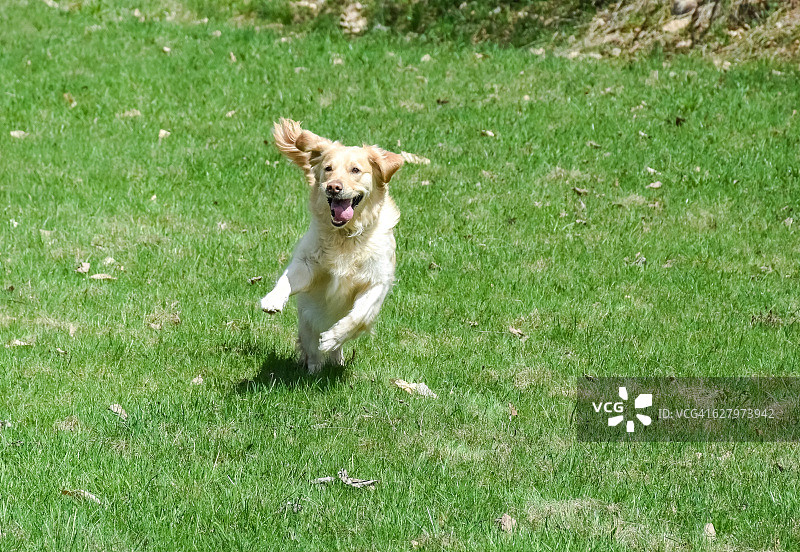 纯种雌性金毛寻回犬奔向镜头图片素材