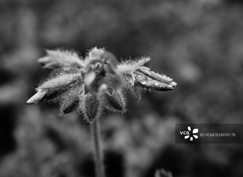 琉璃苣植物春季开花的微距照片图片素材
