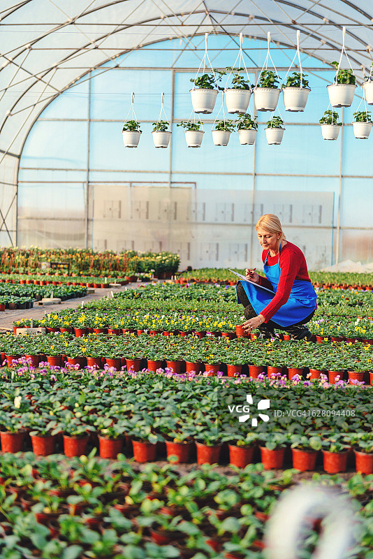 在植物苗圃中的女园丁图片素材