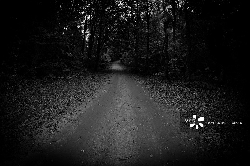 幽暗的森林道路图片素材