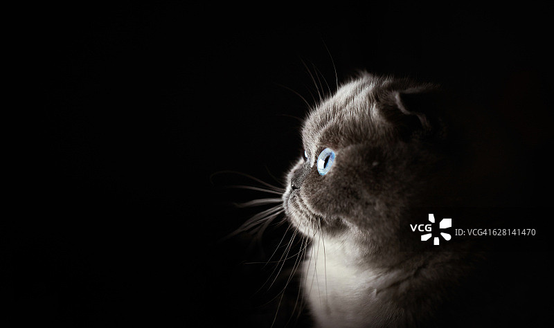 折耳小猫图片素材