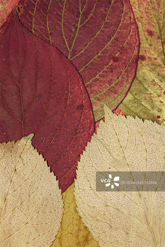 秋叶排列图片素材