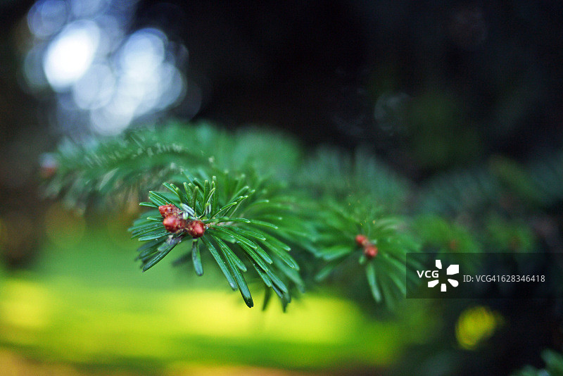 欧洲银杉的新芽树枝，选择性聚焦图片素材