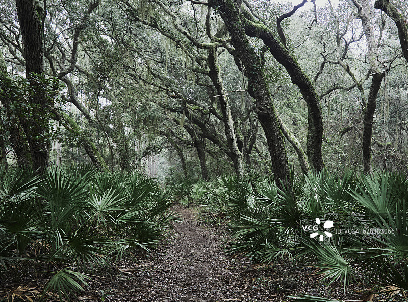 在坎伯兰岛国家海岸荒野深处，活橡树森林中的徒步小径，为徒步者提供禅意般的宁静、自然美景和孤独感图片素材