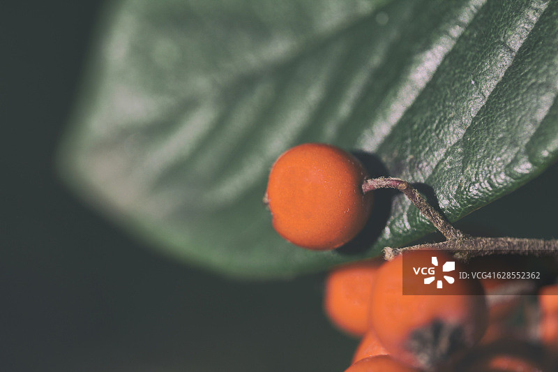 乡村山楂树上的鲜红浆果，秋日色彩图片素材