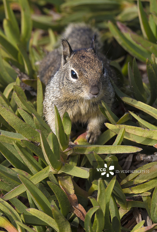冰草地里的松鼠图片素材
