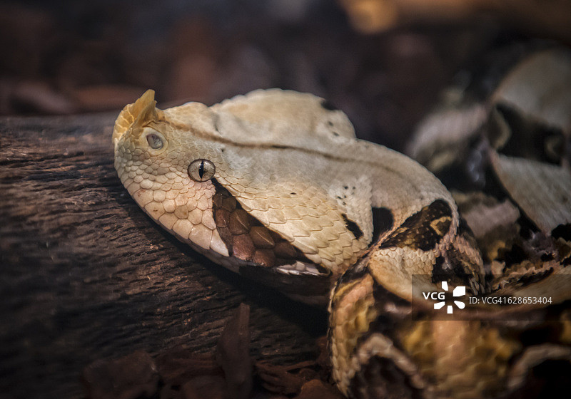 加蓬蝰蛇头部细节图片素材