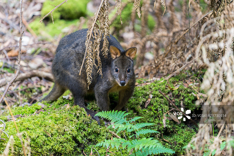 塔斯马尼亚小袋鼠图片素材