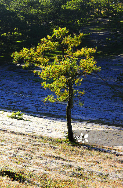 阳光下的松树图片素材