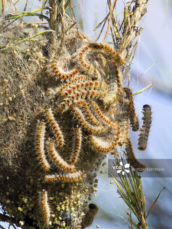 松树毛虫树上的鸟巢与蠕虫图片素材