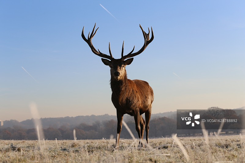 皇家公园里的鹿：里士满公园的寒冷早晨图片素材