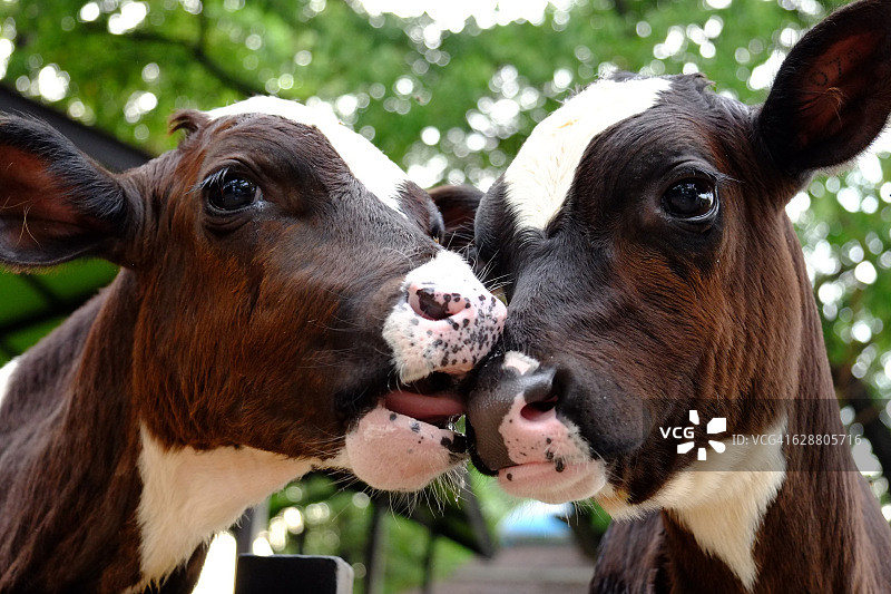 亲吻的奶牛图片素材