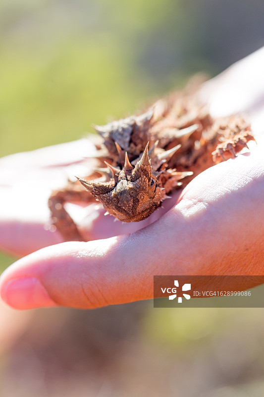 澳洲魔蜥图片素材