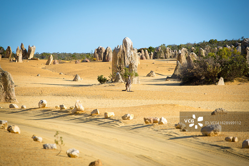尖峰石阵沙漠的野生袋鼠，澳大利亚西部图片素材