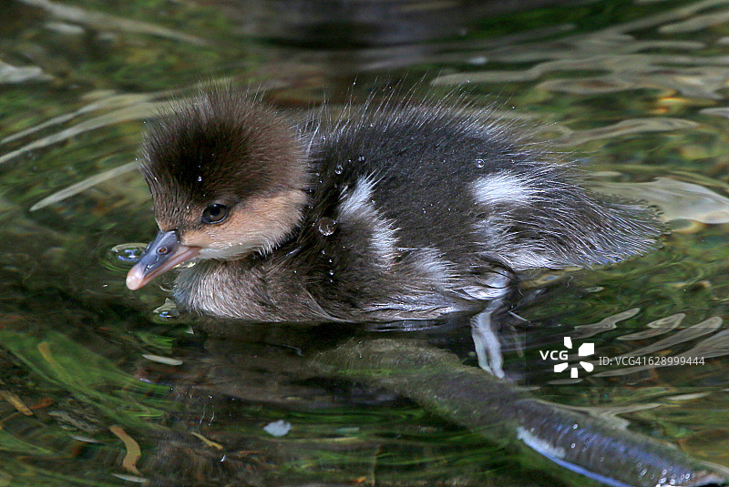 小绒鸭宝宝图片素材