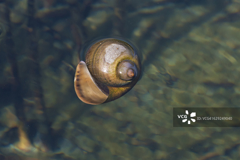 福寿螺图片素材