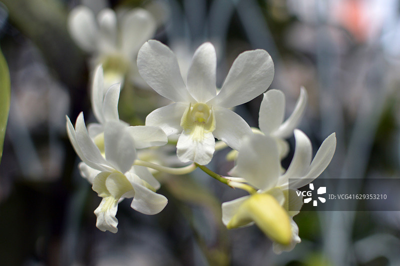 白色石斛兰图片素材