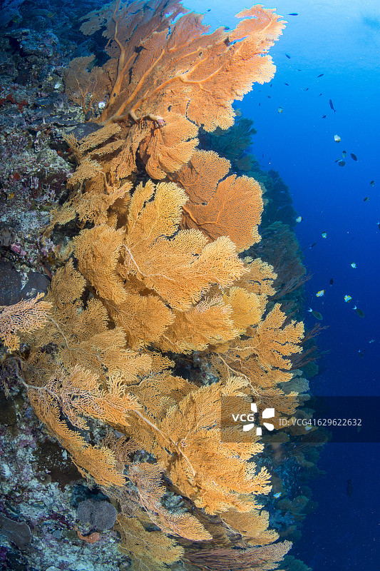 蓝色球迷图片素材