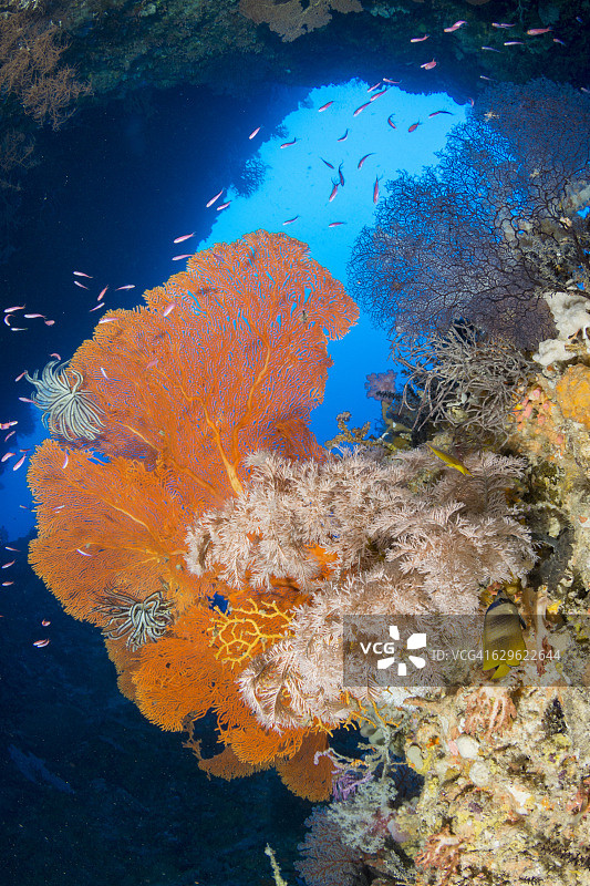 橙色扇子图片素材