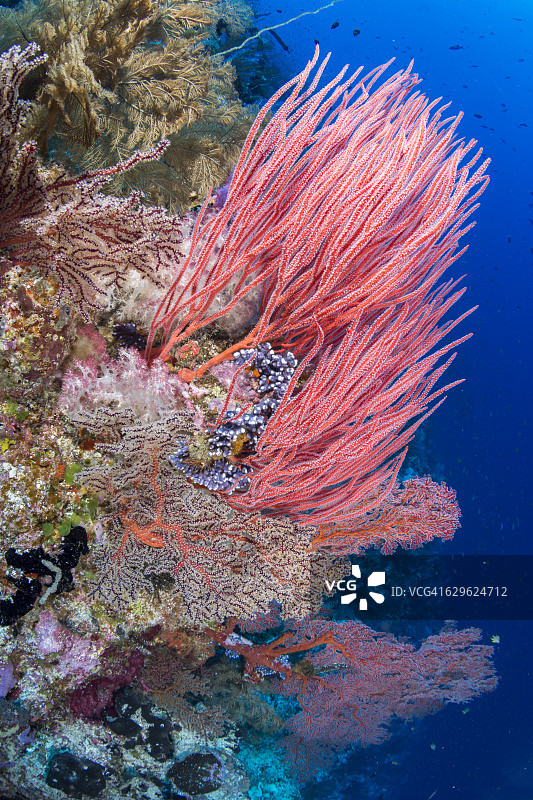 红头发图片素材