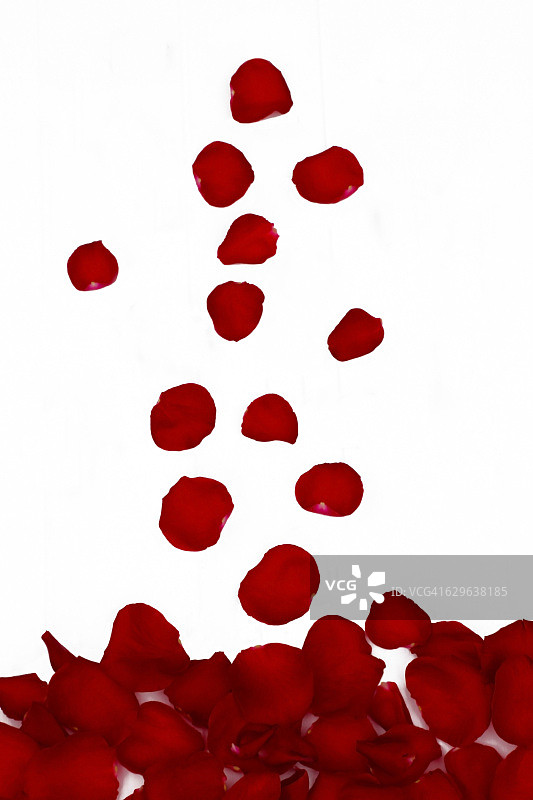 掉落的红色玫瑰花瓣，白色背景图片素材