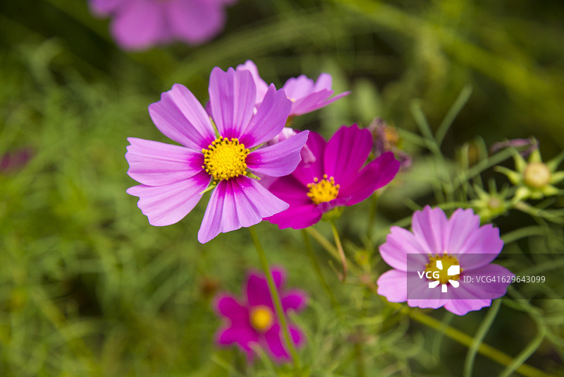宇宙的花图片素材
