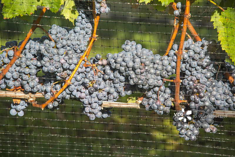 红葡萄图片素材