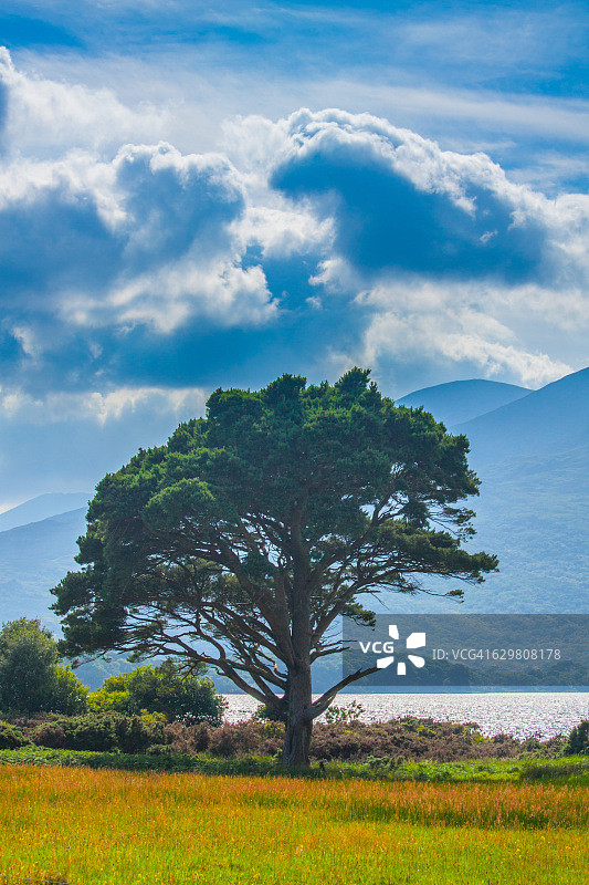 爱尔兰克里郡, 穆克罗斯湖畔的孤独的树图片素材