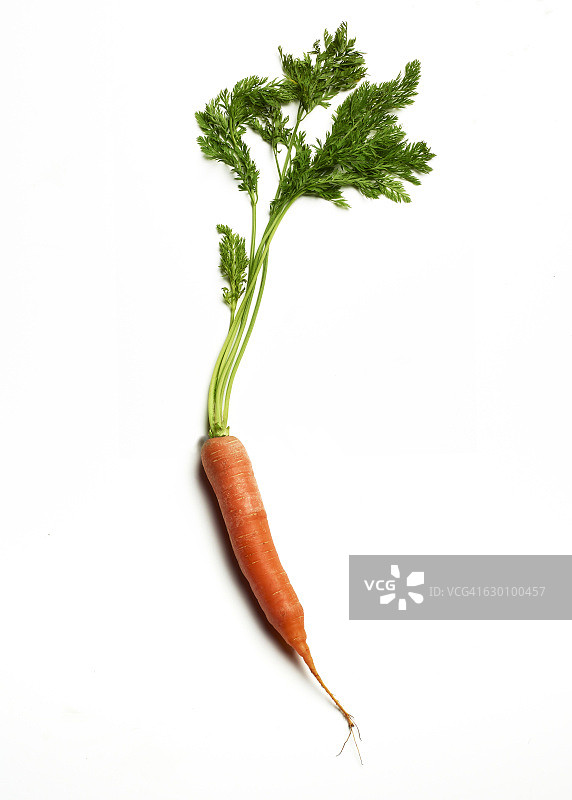 有机胡萝卜图片素材