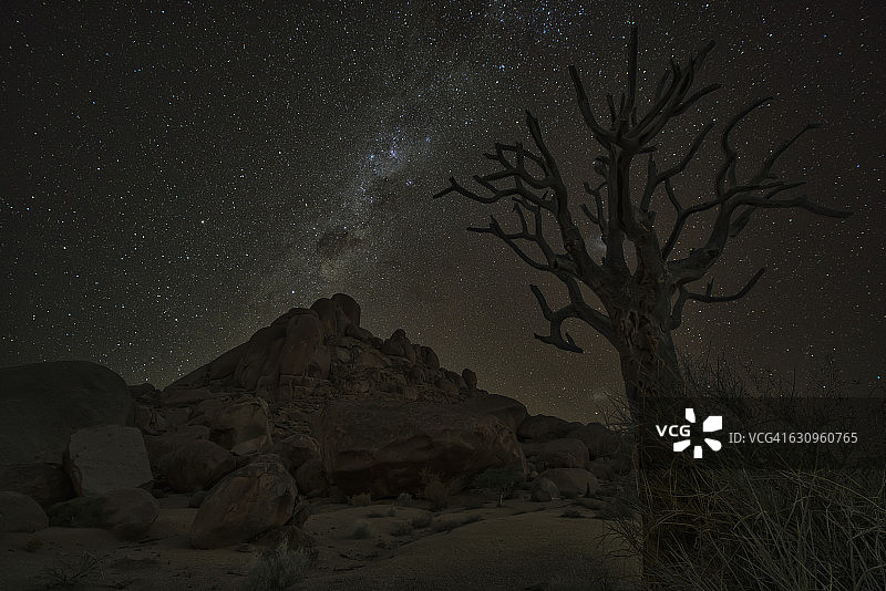 在里奇tersveld国家公园，银河在死亡的Kookerboom树上闪耀图片素材