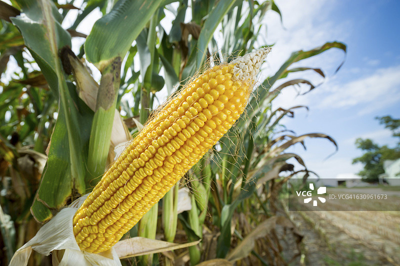 玉米地里剥皮的玉米特写图片素材