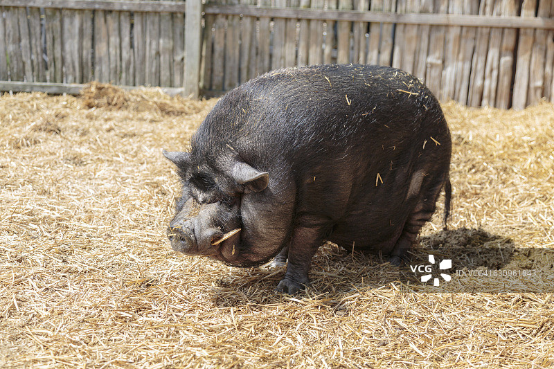 农场里的矮胖猪图片素材