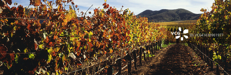 圣塔伊内斯山谷葡萄园秋景图片素材