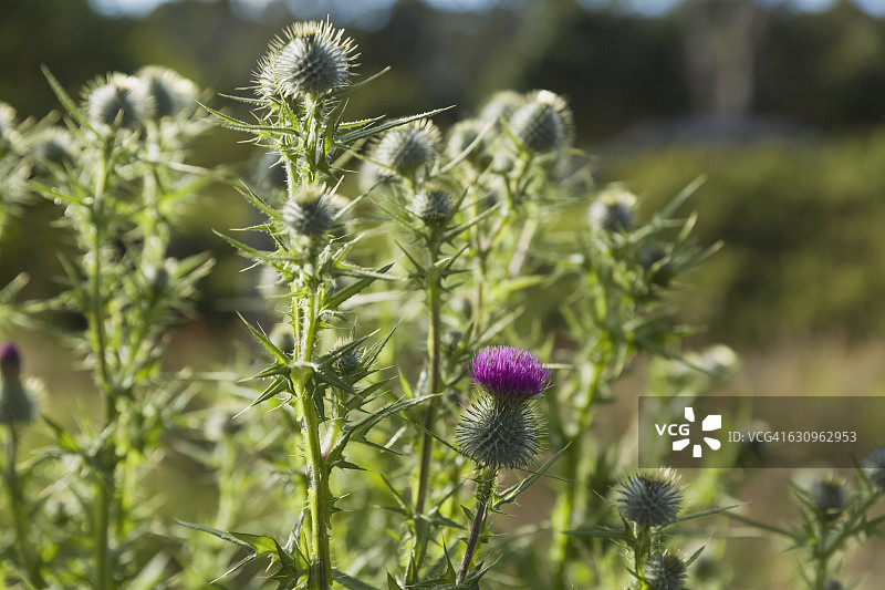 普通蓟，夏威夷卡姆埃拉路边，美国图片素材