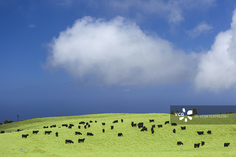 夏威夷科哈拉岛北部吃草的黑色安格斯牛与牛背鹭图片素材