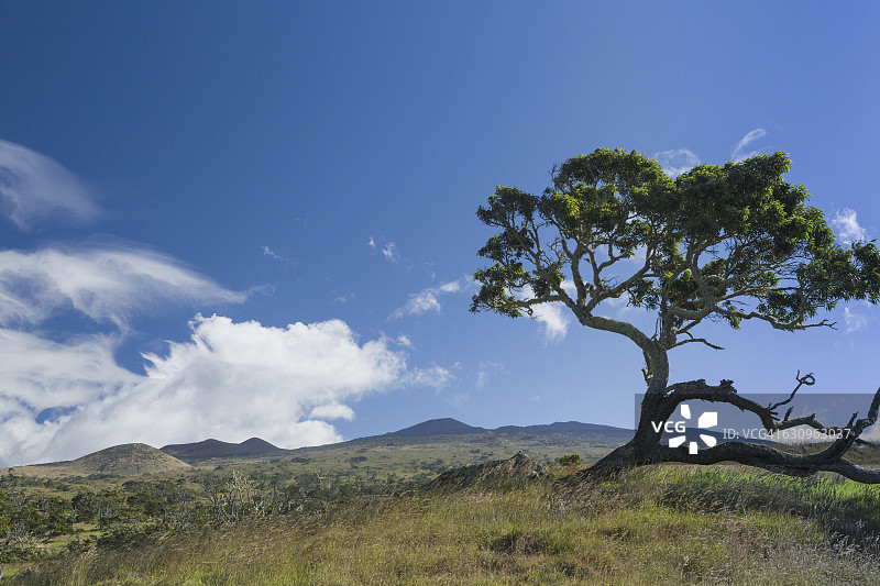 马毛拉路附近的寇阿相思树，可欣赏到毛纳基火山的山麓和平流层云形成的积云图片素材