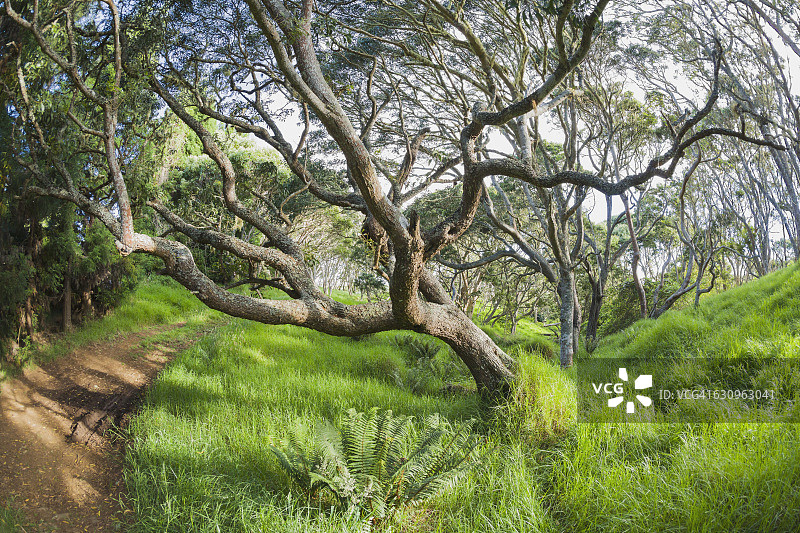 马纳路沿线Keanakolu州立公园的卡瓦相思树图片素材