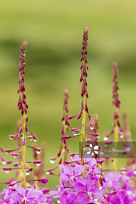 夏季阿拉斯加州德纳里国家公园的柳兰图片素材