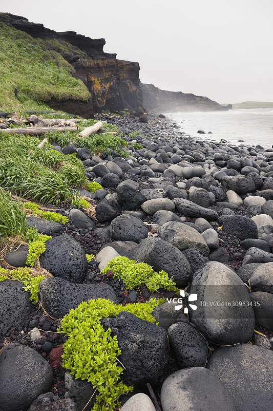 火山岩滩上的植物（美国阿拉斯加州圣保罗岛）图片素材