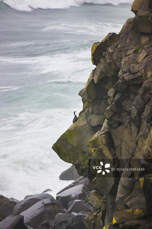 海鸟栖息在白令海沿岸的玄武岩悬崖上（美国阿拉斯加州圣保罗岛，夏季）图片素材