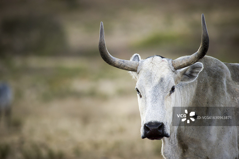 农场里的恩古尼牛图片素材