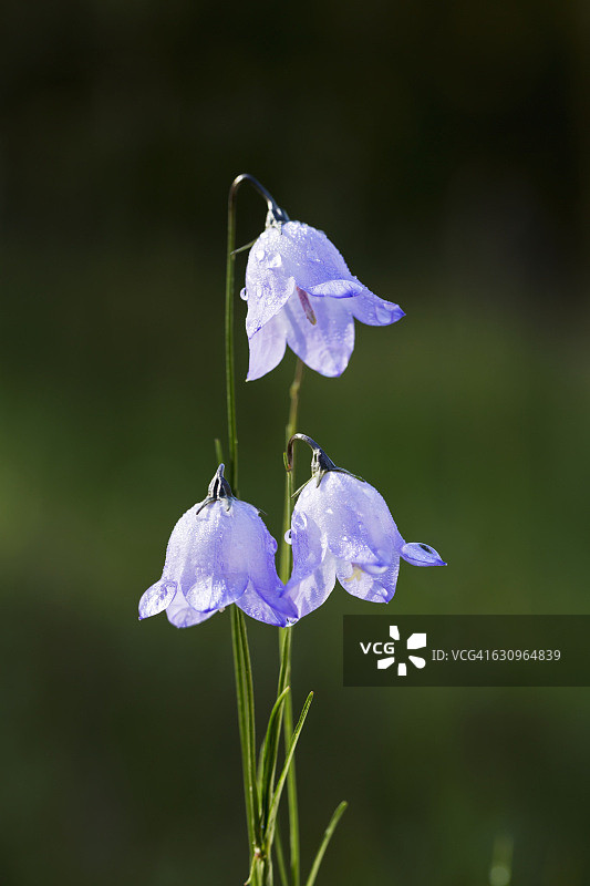 三朵紫色蓝铃花（风信子）特写图片素材