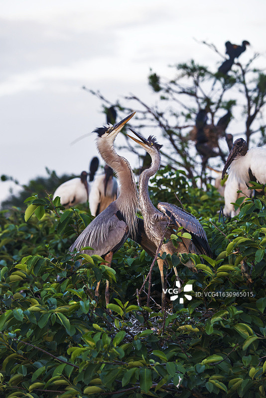 大蓝鹭，沃科达哈奇湿地图片素材