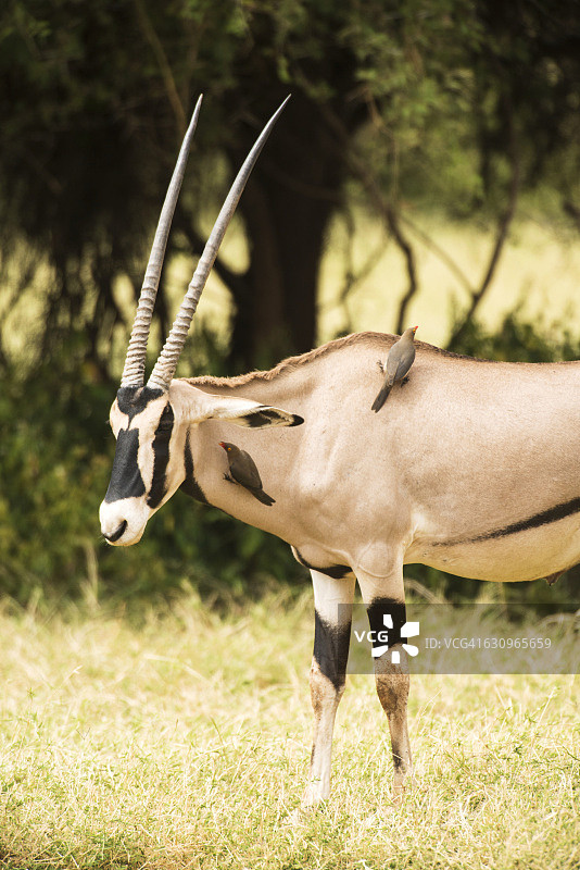红嘴牛椋鸟停在捻角羚上，桑布鲁国家保护区图片素材