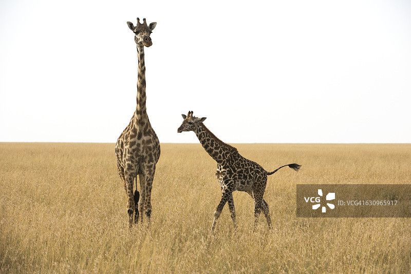 旱季塞伦盖蒂国家公园内的马赛长颈鹿与幼崽图片素材