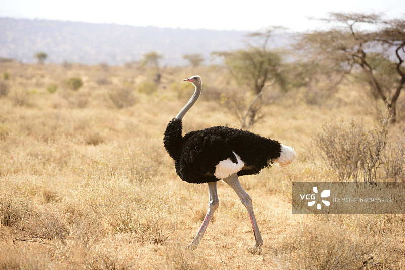 桑布鲁国家保护区内处于繁殖羽毛期的雄性索马里鸵鸟图片素材