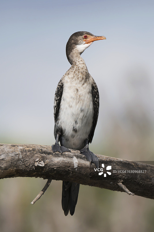 红眼鸬鹚图片素材