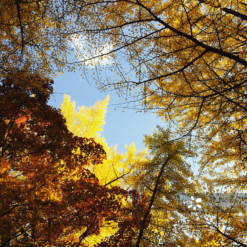 树盯着图片素材