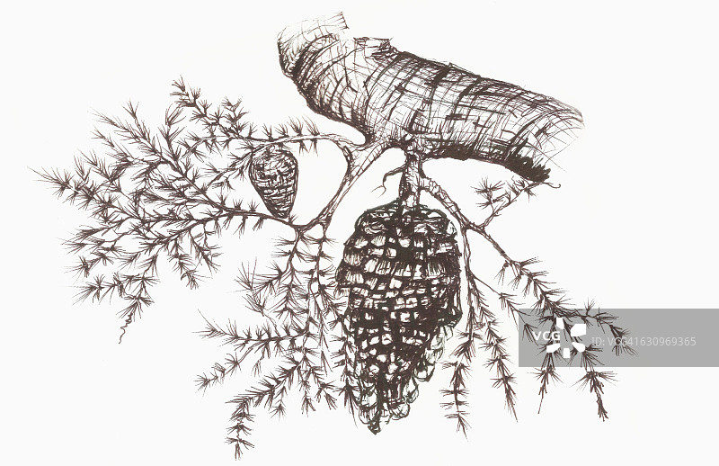 悬挂在树枝上的松果素描图片素材